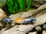 Cockroaches