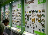 Insectarium butterfly collection
