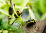 Beetles