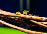 Ants on the move