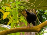 Helmeted curassow