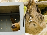 Sloth, just hanging out