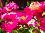 Chinese Garden peonies
