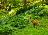 Fox in the Chinese Garden