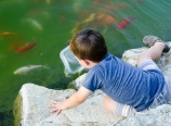 Feeding the koi