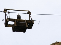 Bald eagle