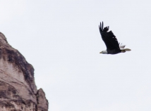 Bald eagle