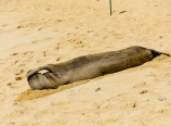 Beached seal
