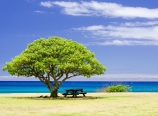 Po'ipu picnic spot