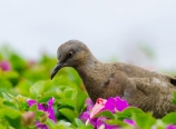 Dove outside Beach House Restaurant