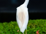 Egret