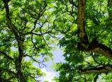 Monkeypod trees