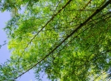 Bamboo