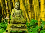 Buddha in the bamboo forest