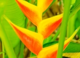 Heliconia