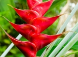 Heliconia