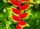 Heliconia