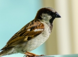 Hungry sparrow