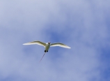 Tropicbird