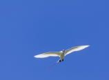 Tropicbird