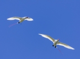 Tropicbirds