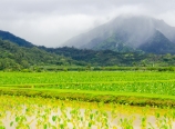 Taro fields