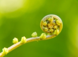 Fiddlehead