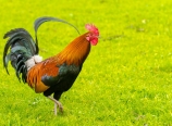 Rooster