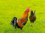 Rooster and hen