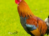 Rooster