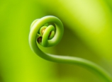Young fiddlehead