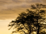 Pod trees at sunset