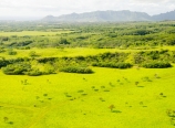 Green plains and trees