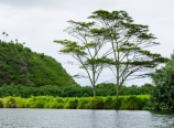 Wailua River with Albizia trees