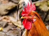 Agressive rooster