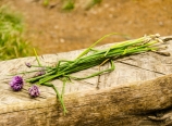 Wild onions
