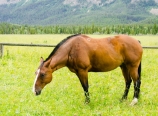 The other horse