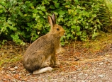 Visitor to camp