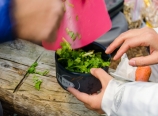 Preparing fresh cilantro