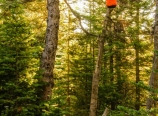 Hanging food and trash