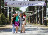At the Lavender Festival