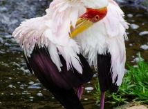 African wood stork