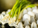 Scallions and eggs