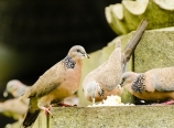 Pigeons gorging on rice