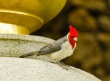 Red-crested cardinal
