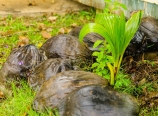Sprouting coconut