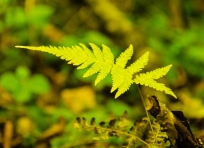 Fern leaf
