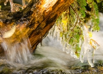 Icicles and frozen needles