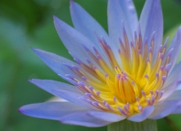 Water Lily