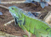 Green Iguana